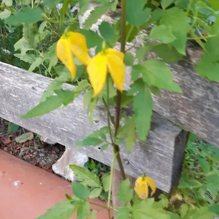 D'hote Amitie Et Jardin Carmaux