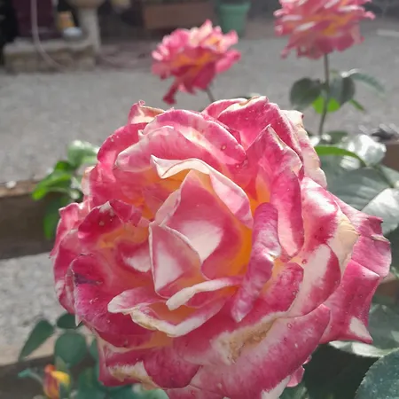 D'hote Amitie Et Jardin