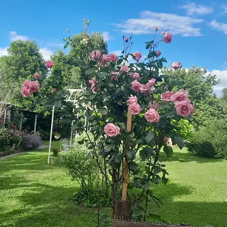 D'hote Amitie Et Jardin Carmaux