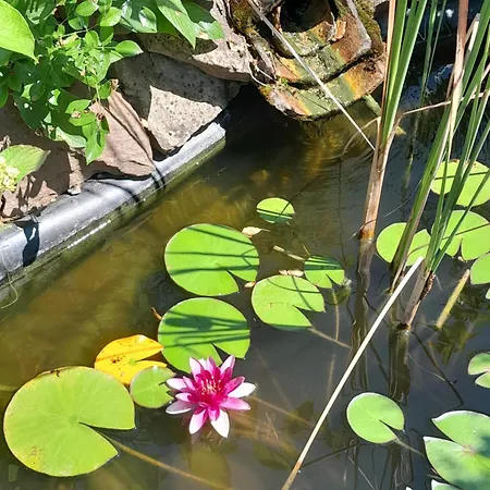 D'hote Amitie Et Jardin